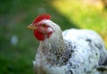 On a sunny day, chickens feed in a traditional farmyard. Detail of a chicken head. Chickens in a chicken coop. Free