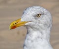Portrait of a water bird gull, blurred background Royalty Free Stock Photo