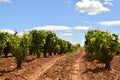 Photo of vineyard row with tractor wheels marking on the ground. Royalty Free Stock Photo