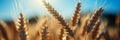 Sunny day in the countryside with golden ripe wheat ears swaying in the wind in a vast sunlit field Royalty Free Stock Photo