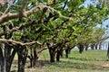 On a sunny day a Diospyros kaki plantation