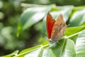 Dry Leaf Butterfly On June Plum Leaf Royalty Free Stock Photo