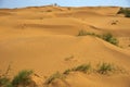 A sunny day on the dunes in the steppes of Kalmykia