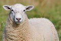 Domestic sheep close-up portrait on the pasture. Small farm in Czech republic countryside. Royalty Free Stock Photo