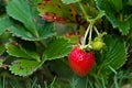 Last strawberry in autumn after harvestng time. Single one ripened red strawberry and attacked leafs by pest. Royalty Free Stock Photo