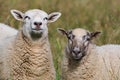 Domestic sheep couple close-up portrait on the pasture. Smiling sheep. Funny animal photo. Royalty Free Stock Photo