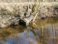 .A sunny day in early spring with clear blue skies, the banks of a small river overgrown with last year`s grass Royalty Free Stock Photo