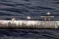 A large flock of gulls sits on a metal pipe Royalty Free Stock Photo