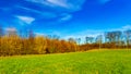 Sunny day in the field with green grass and autumn trees in the background Royalty Free Stock Photo