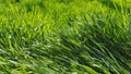 Sunny day fresh green grass background Royalty Free Stock Photo