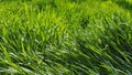 Sunny day fresh green grass background Royalty Free Stock Photo