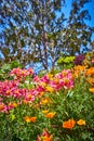 Sunny day with glorious pink and orange flowers with blurry trees and brilliant blue sky