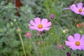 Cosmos, a genus of annual and perennial herbaceous plants of the family Asteraceae