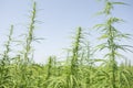 Sunny day on the industrial hemp field