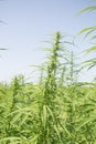 Sunny day on the industrial hemp field Royalty Free Stock Photo