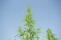 Sunny day on the industrial hemp field Royalty Free Stock Photo
