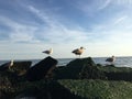 Sunny Day in July at Coney Island Beach in Brooklyn, New York, NY. Royalty Free Stock Photo