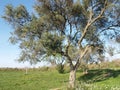 Flowered fruit tree, very beautiful flowers spectacular