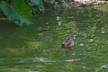 The sunny day. The little otter eating fish in a tropical river