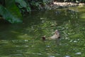 The sunny day. The little otter eating fish in a tropical river