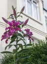 Sunny day in London, England - pink flower and a white house. Royalty Free Stock Photo