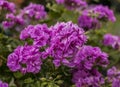 Sunny day in London, England - purple flowers. Royalty Free Stock Photo