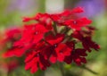 Sunny day in London, England - red flowers and dark green leaves. Royalty Free Stock Photo