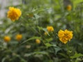 Sunny day in London, England - yellow flower and a white house. Royalty Free Stock Photo