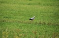 On a sunny day lone stork walks across a green field in search of food