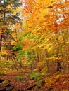 Sunny day in maple forest Royalty Free Stock Photo