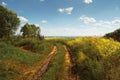 Sunny day near the coast of the Volga River Russia, Ulyanovsk, July 2016 with grasses and wildflowers