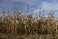 Golden autumn. Rural view. Corn growing and ripe before harvest