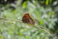 Dry Leaf Butterfly On Grass Stem Royalty Free Stock Photo