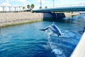 A cute dolphin is jumping out of the water.
