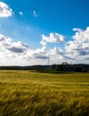 Sunny day over the golden field Royalty Free Stock Photo