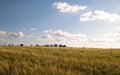 Sunny day over the golden field Royalty Free Stock Photo