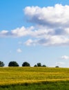 Sunny day over the golden field Royalty Free Stock Photo