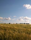 Sunny day over the golden field Royalty Free Stock Photo