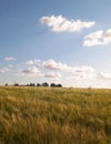 Sunny day over the golden field Royalty Free Stock Photo