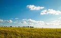 Sunny day over the golden field Royalty Free Stock Photo