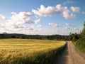 Sunny day over the golden field Royalty Free Stock Photo