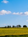 Sunny day over the golden field Royalty Free Stock Photo