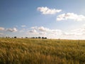 Sunny day over the golden field Royalty Free Stock Photo