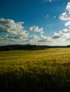 Sunny day over the golden field Royalty Free Stock Photo