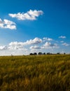 Sunny day over the golden field Royalty Free Stock Photo