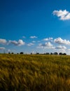 Sunny day over the golden field Royalty Free Stock Photo