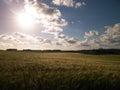 Sunny day over the golden field Royalty Free Stock Photo