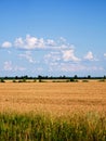 A sunny day over a ripe field, green grass at the front, distant trees and a partly cloudy sky overhead