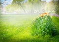 Sunny day in park, flower beds, blurred, boke