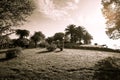 Sunny day in the park. Grass, trees, bushes, clouds. Toned